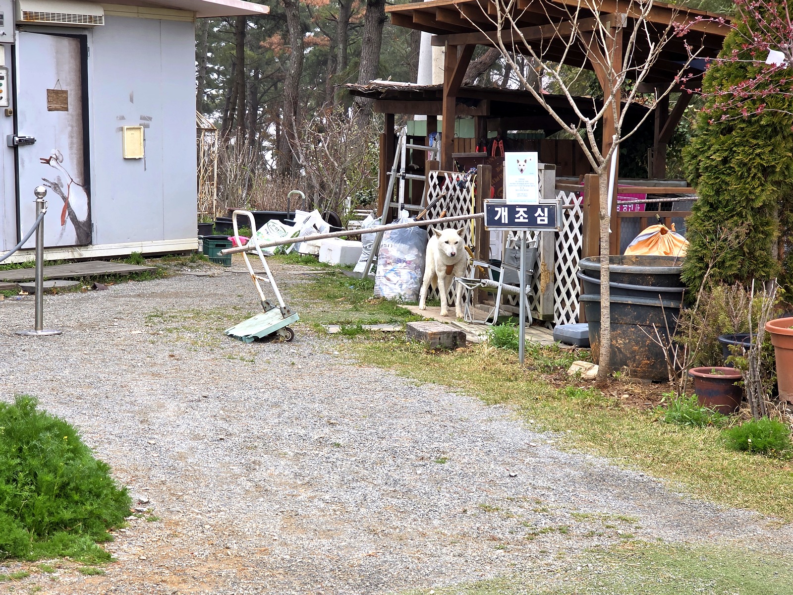 몽산포제빵소 개조심 팻말과 하얀 백구