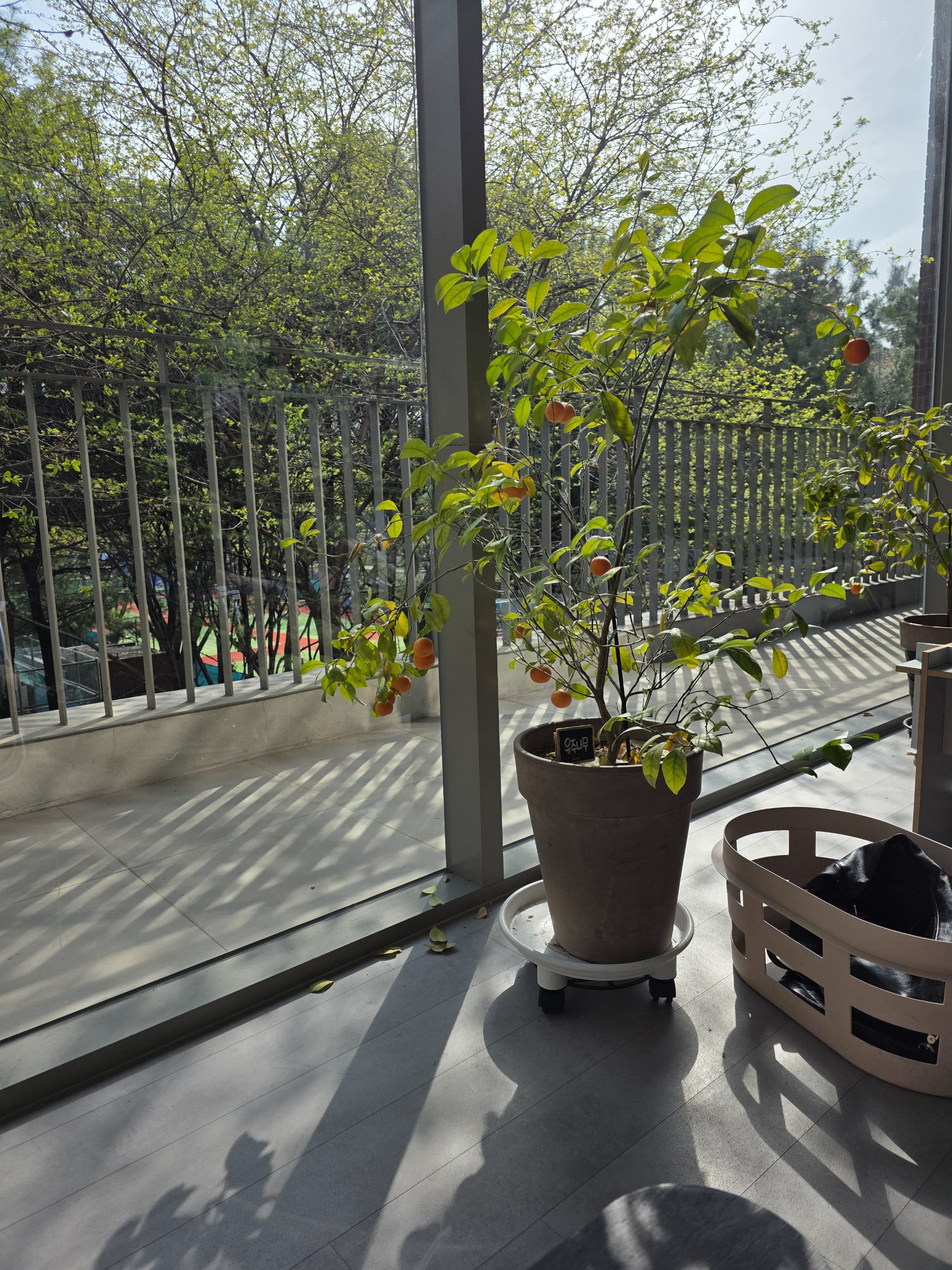 플래드카페 테라스 식물